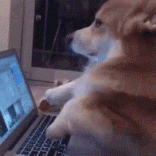 Corgi Computer GIF - Corgi Computer Typing GIFs