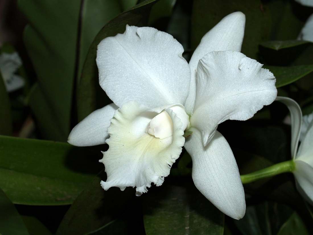 Pinterest: use 8 estratégias nele para crescer seu blog